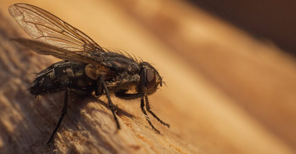 découvrez l'univers fascinant de la super macro photographie, où chaque détail prend vie. apprenez des techniques pour capturer des images époustouflantes à l'échelle microscopique et révélez des textures et des formes invisibles à l'œil nu. parfait pour les passionnés de nature et de photographie !