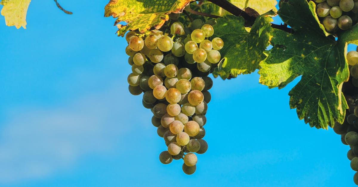 découvrez tout sur les clusters : définitions, types et applications dans divers domaines pour optimiser la performance et la collaboration.