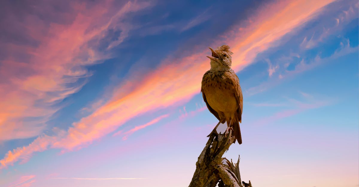 découvrez notre solution de stockage cloud gratuite, sécurisée et facile à utiliser pour sauvegarder et accéder à vos fichiers partout et à tout moment.