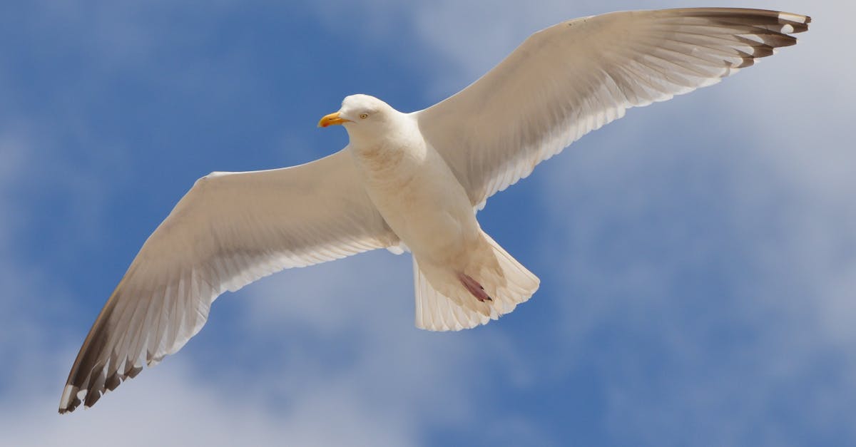 découvrez notre solution de stockage cloud gratuit, sécurisée et facile à utiliser pour sauvegarder et accéder à vos fichiers n'importe où, à tout moment.