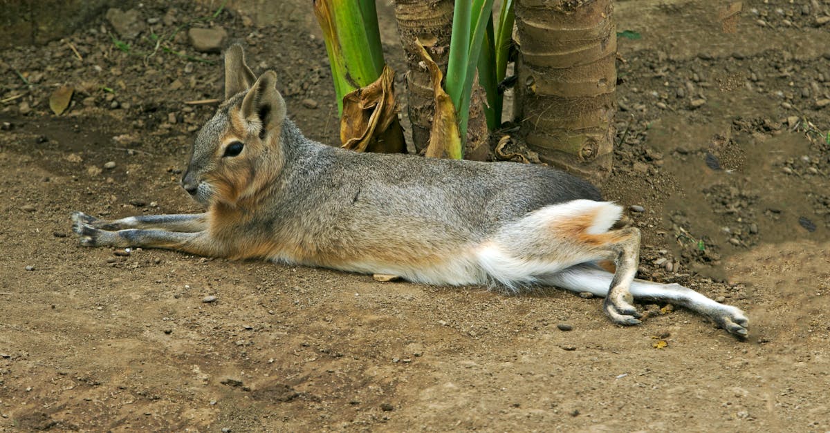 slack est une plateforme collaborative qui facilite la communication en équipe grâce à des messages instantanés, des appels et une intégration d'applications pour améliorer la productivité.