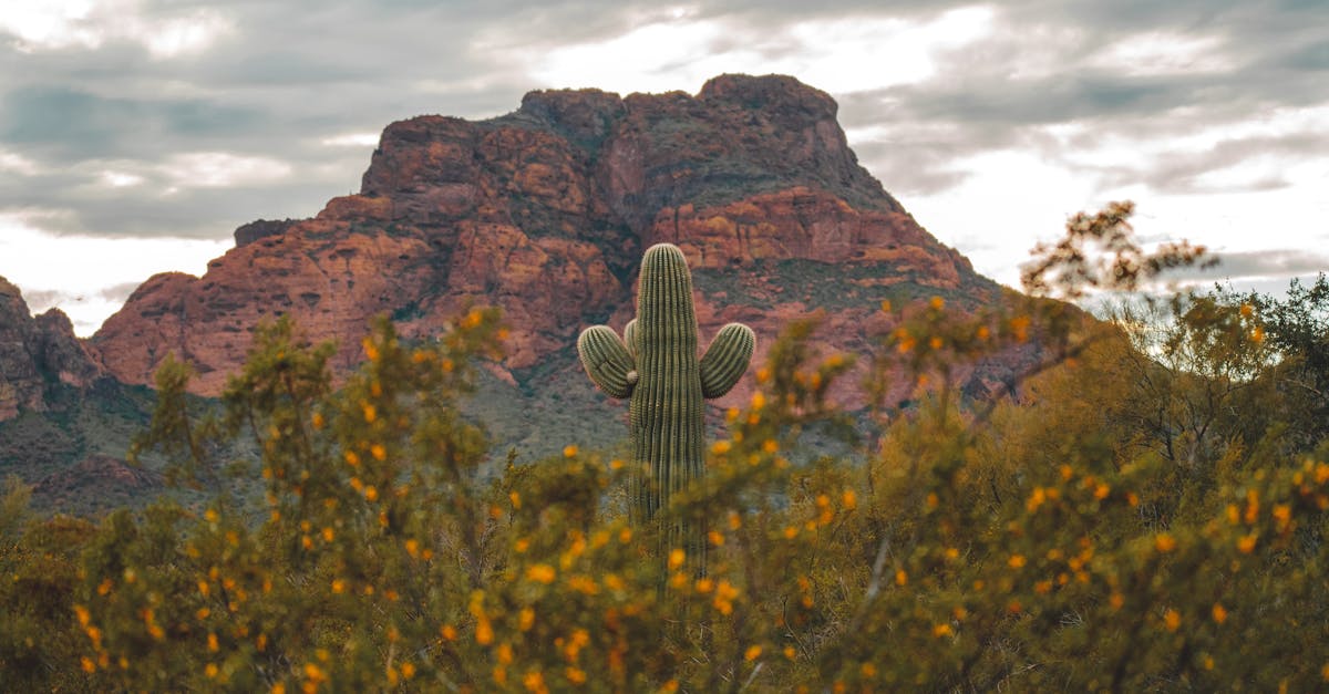 apache cassandra est une base de données distribuée et nosql conçue pour gérer de grandes quantités de données avec haute disponibilité et scalabilité.