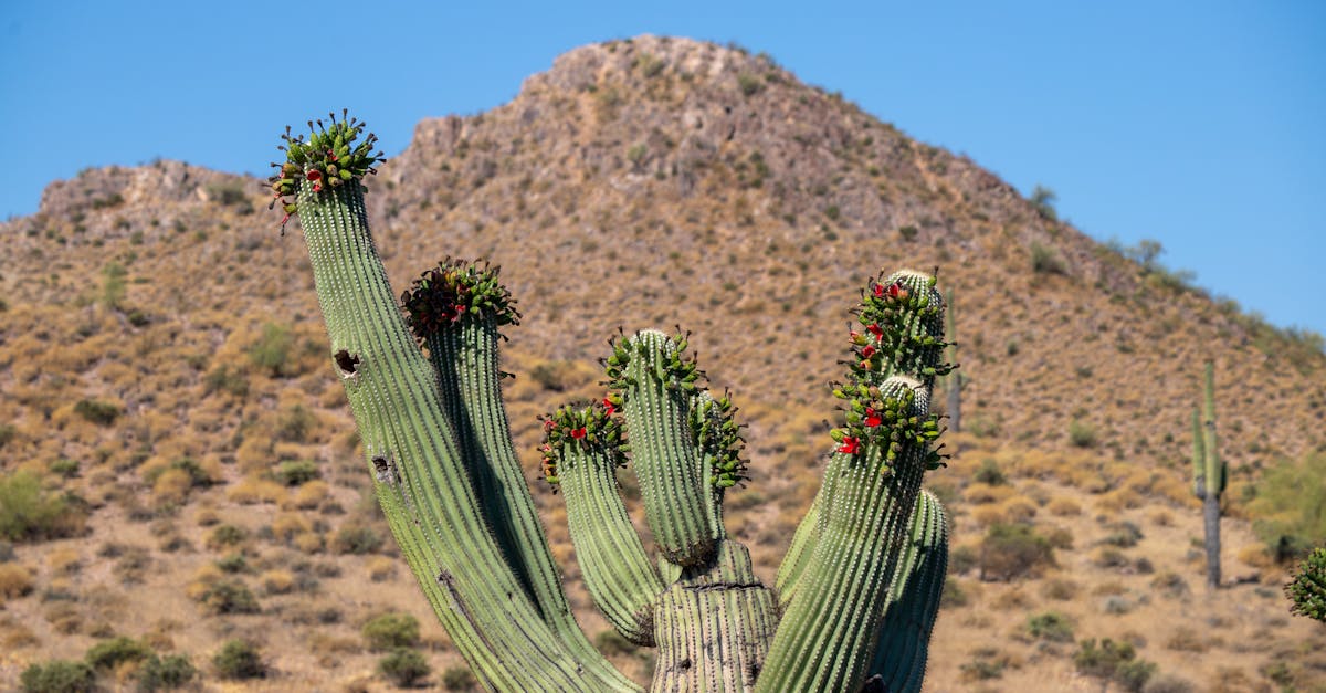 apache cassandra est une base de données nosql distribuée conçue pour gérer de grandes quantités de données sur plusieurs serveurs avec haute disponibilité et sans point de défaillance unique.