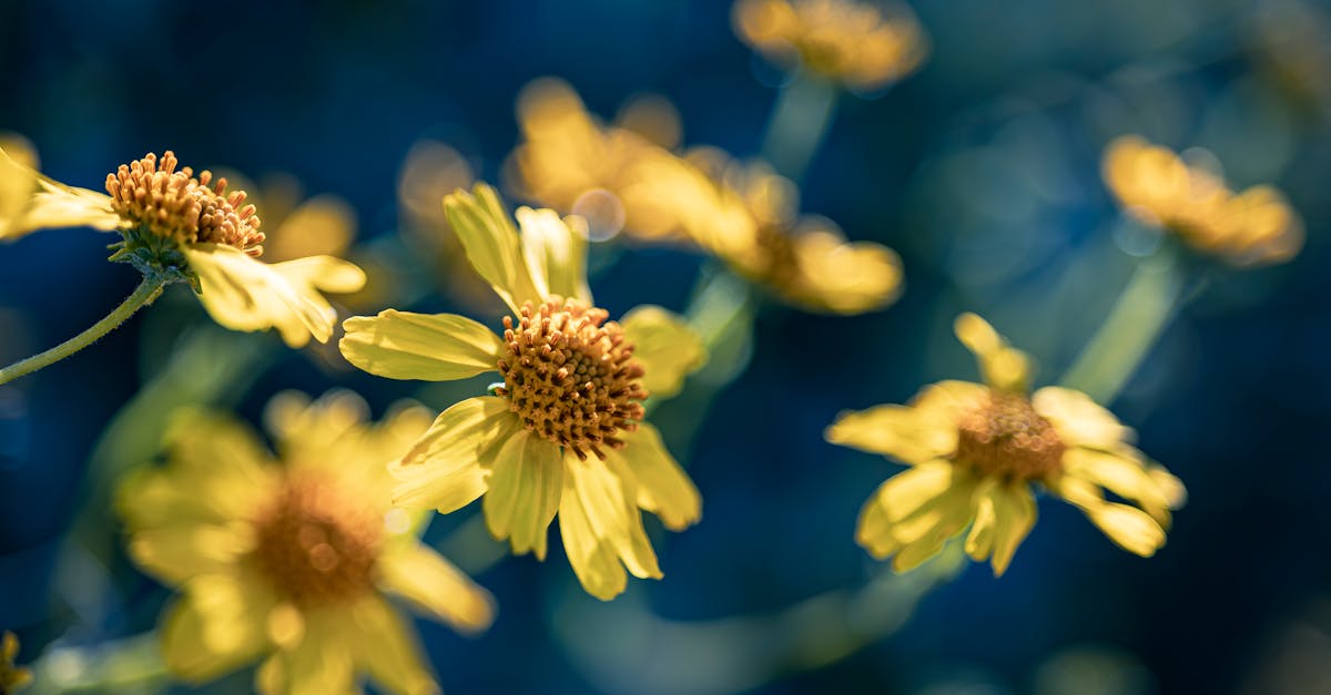 apache cassandra est une base de données nosql distribuée conçue pour gérer de grandes quantités de données sur plusieurs serveurs tout en offrant haute disponibilité et scalabilité.