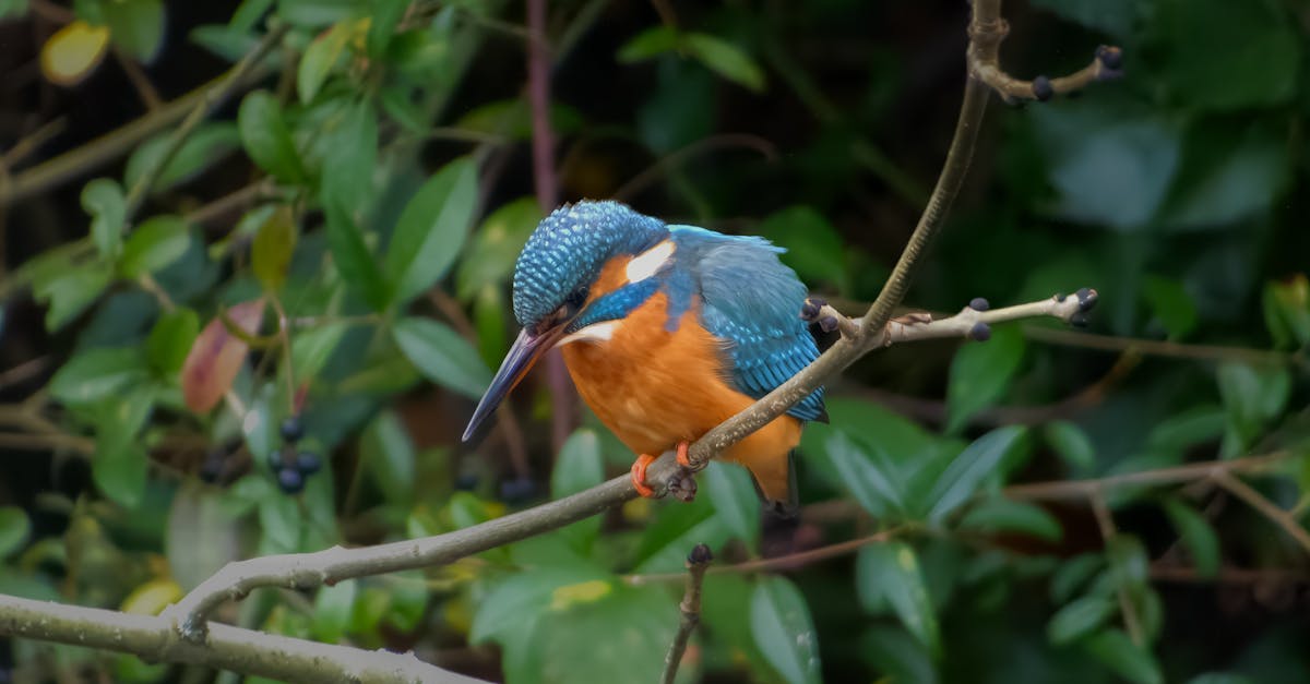 découvrez bing image generator, l'outil intelligent pour créer des images uniques et personnalisées en quelques secondes grâce à l'intelligence artificielle.