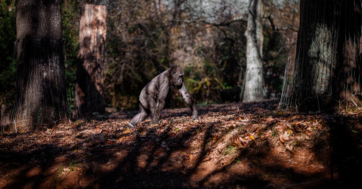 découvrez l'art numérique, une forme d'expression créative utilisant les technologies digitales pour créer des œuvres innovantes et modernes.