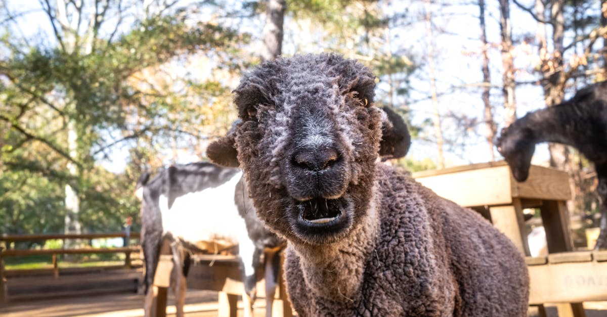 découvrez l'art digital : une fusion innovante de technologie et de créativité pour des œuvres modernes et captivantes.