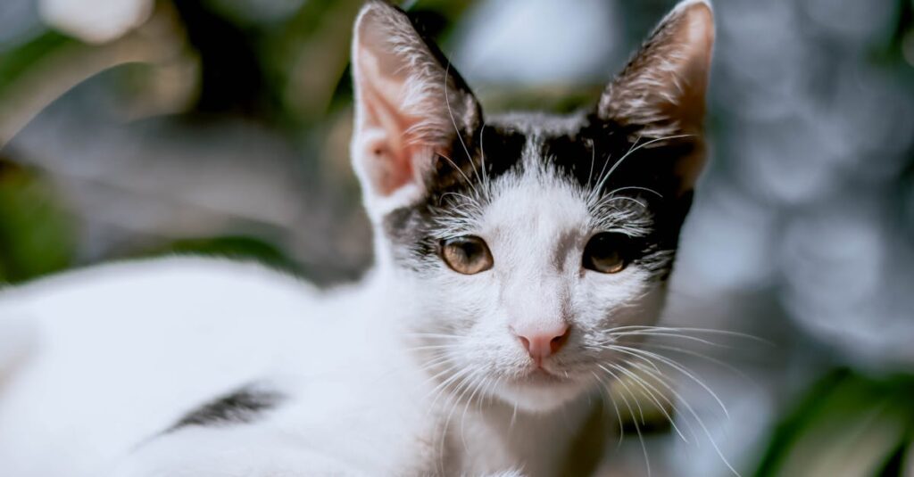 découvrez la création de vidéos par intelligence artificielle pour des contenus innovants, rapides et personnalisés. transformez vos idées en vidéos captivantes en un clic.