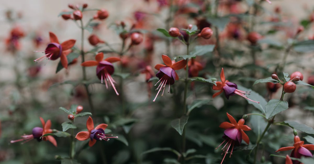 découvrez fuchsia os, le système d'exploitation innovant de google, conçu pour une performance optimisée sur une variété d'appareils connectés.