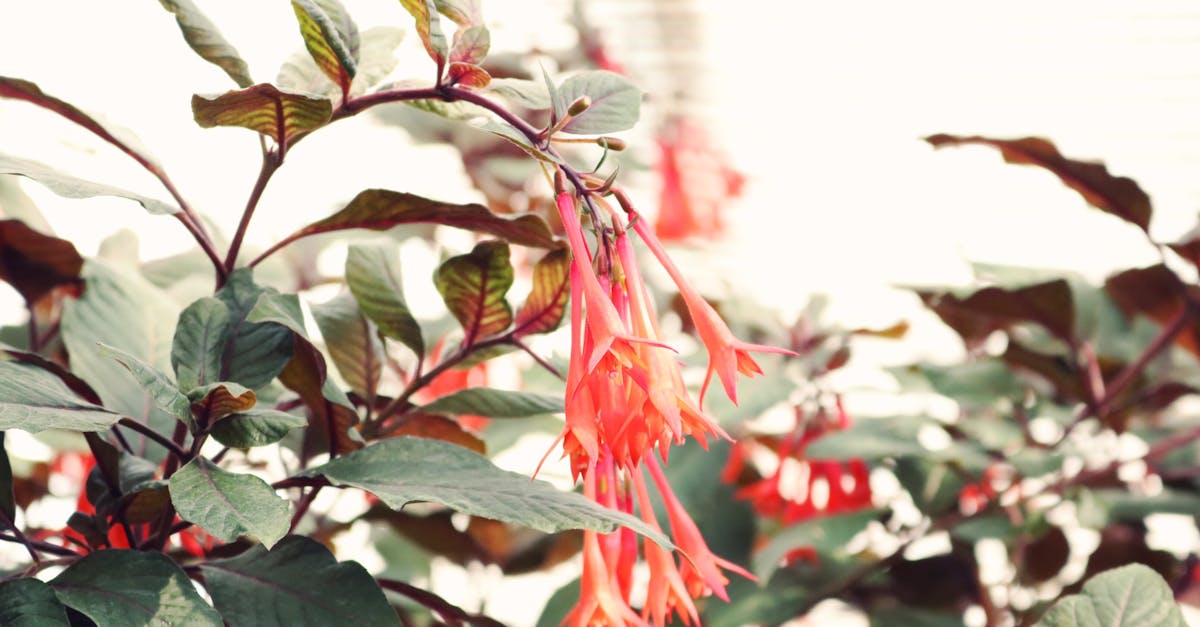 découvrez fuchsia os, le système d'exploitation innovant de google, conçu pour offrir performance, sécurité et compatibilité sur tous vos appareils.