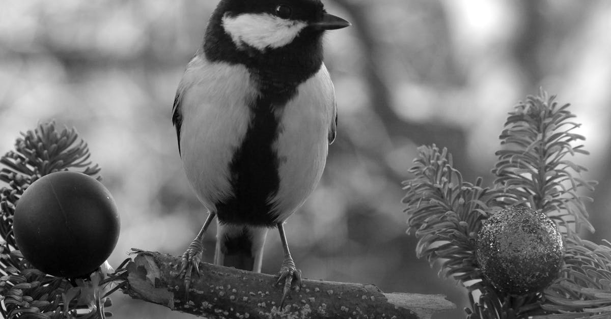 hadrian x est une technologie innovante de construction robotisée qui révolutionne le montage de murs en briques avec précision et efficacité.