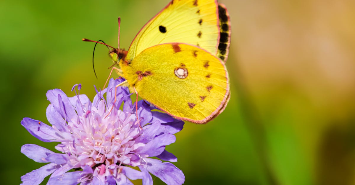 découvrez le meilleur émulateur nintendo switch pour jouer à vos jeux préférés sur pc. facile à utiliser, performant et compatible avec de nombreux titres.