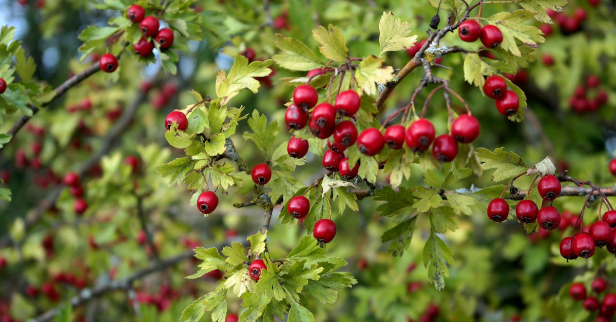 découvrez les meilleures offres et réductions sur le xiaomi 14. profitez des prix avantageux pour acheter votre smartphone xiaomi 14 dès maintenant.