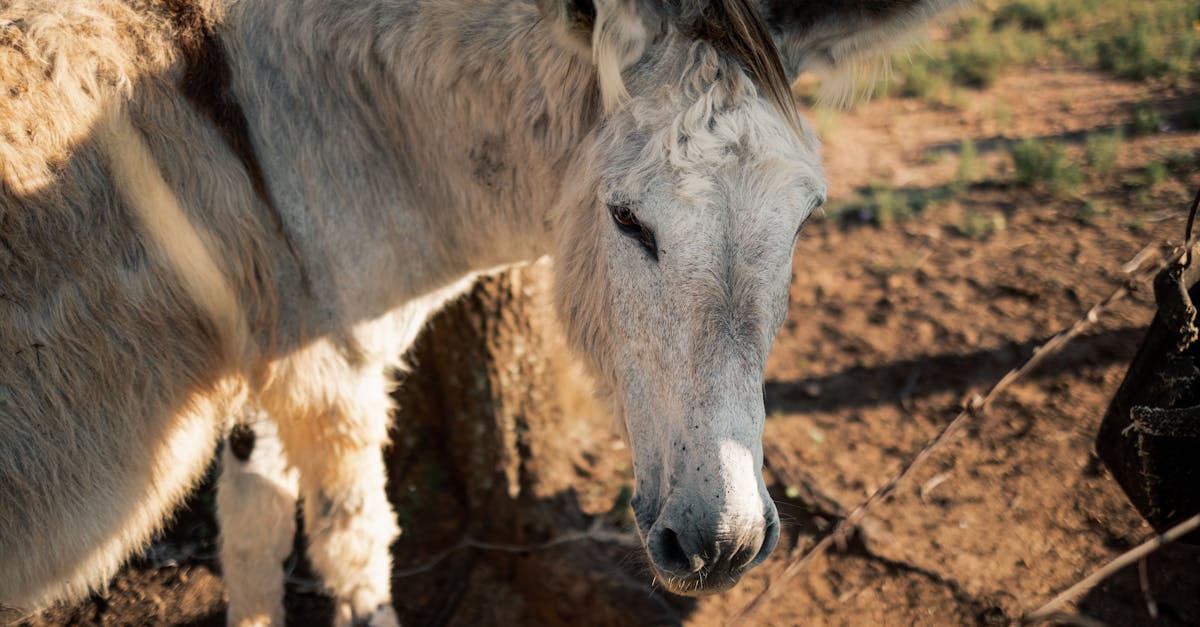 découvrez l'univers emblématique de donkey kong, le jeu vidéo légendaire mettant en scène ce célèbre gorille dans des aventures palpitantes.