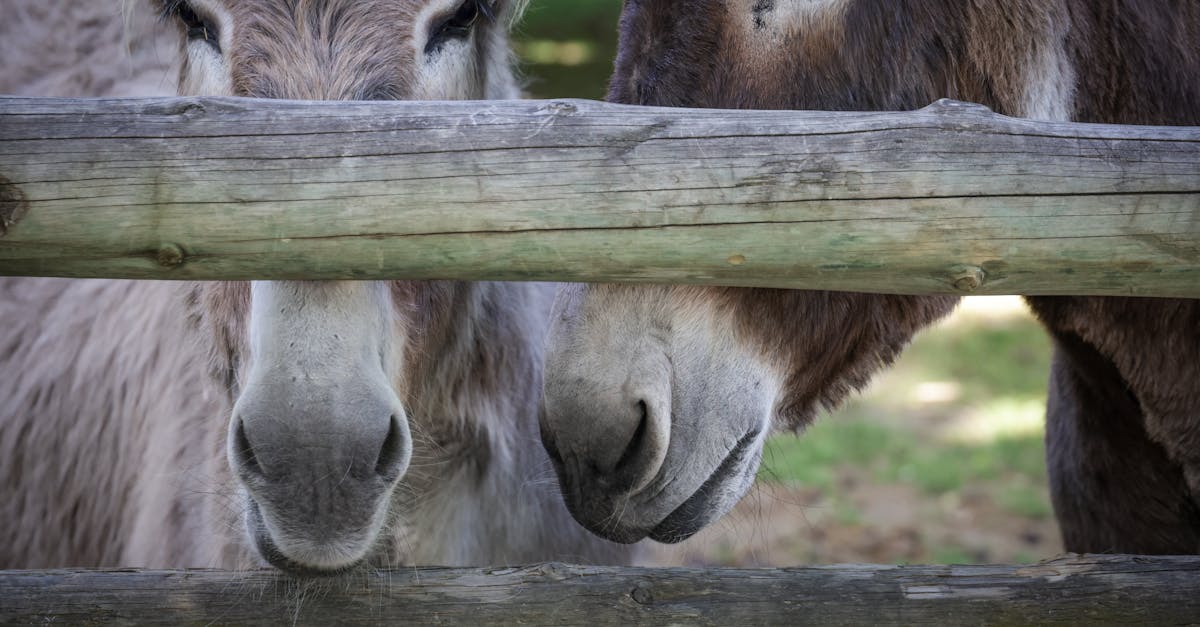 découvrez donkey kong, le classique jeu vidéo emblématique où vous incarnez un héros face à des défis palpitants pour sauver la princesse. plongez dans l'aventure rétro pleine d'action et de plateformes.