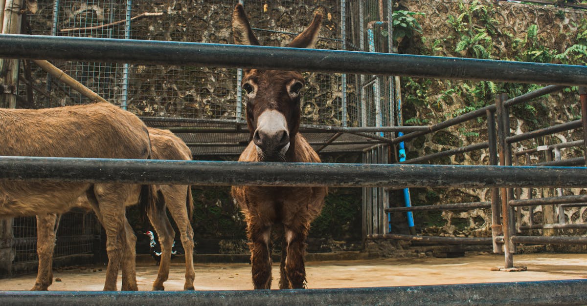 découvrez l'univers emblématique de donkey kong, le célèbre jeu vidéo d'aventure et de plateforme mettant en scène le gorille légendaire.
