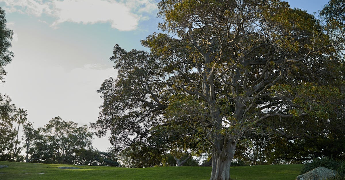 découvrez une adaptation unique de seigneur des anneaux inspirée par le style enchanteur du studio ghibli, mêlant magie et aventure épique.