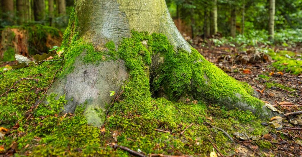 Et si ghibli adaptait le seigneur des anneaux en anime ? Les images inédites générées par l’IA découvrez une adaptation unique de lord of the rings inspirée par le style captivant des films ghibli, mêlant aventure épique et animation enchanteresse.