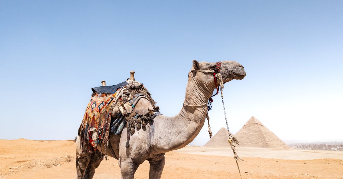 découvrez les meilleures offres et réductions sur le google pixel 10. profitez d'un smartphone performant à prix réduit dès aujourd'hui !