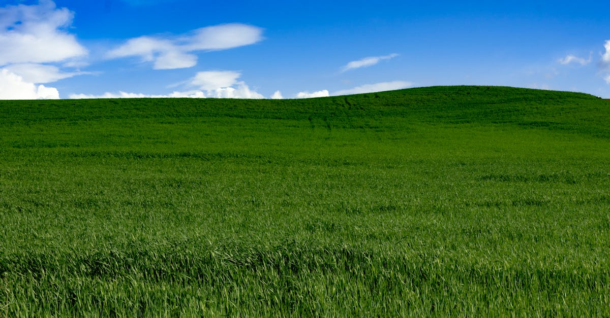 découvrez l'émerveillement d'un ciel vert, une phénomène naturel rare et captivant qui fascine les amateurs de météorologie et les passionnés de la nature.