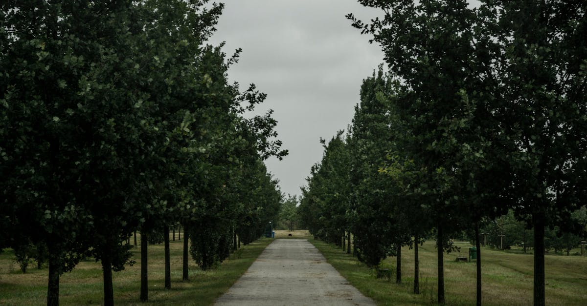 découvrez l'univers captivant de green sky, une expérience unique entre nature et innovation pour un avenir plus vert.
