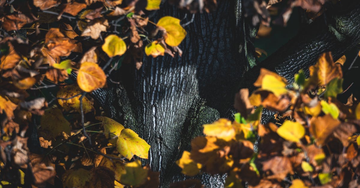 découvrez notre avis complet sur heygen, la plateforme innovante de création de vidéos générées par ia, ses fonctionnalités, avantages et inconvénients.