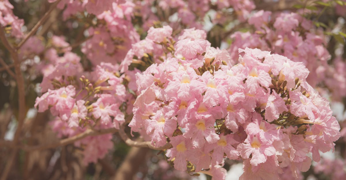 découvrez tout ce qu'il faut savoir sur l'adresse ip : définition, fonctionnement, types et importance dans la communication réseau.