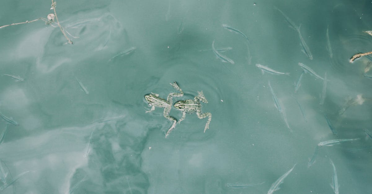 découvrez oblivion remastered, la version améliorée du classique rpg avec des graphismes optimisés, un gameplay enrichi et une aventure épique revisitée.