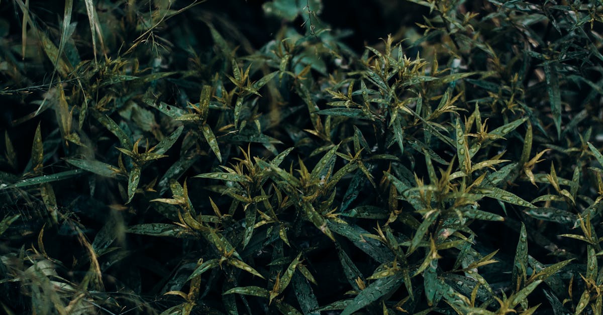 découvrez oblivion remastered, la version améliorée du classique rpg avec des graphismes époustouflants et un gameplay optimisé pour une expérience immersive inoubliable.