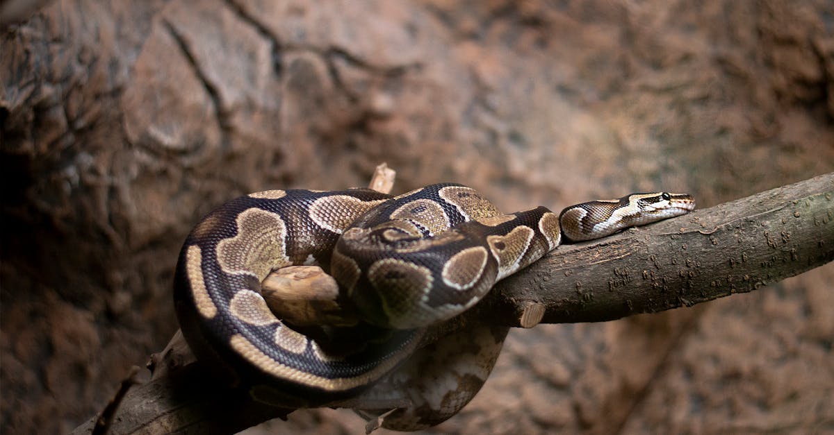 apprenez python en ligne facilement avec des cours interactifs, des tutoriels et des exercices pratiques adaptés à tous les niveaux.