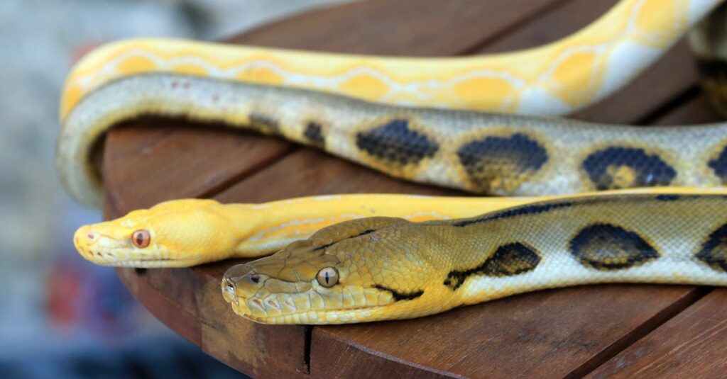 Comment faire du python en ligne facilement : outils et étapes à suivre apprenez et pratiquez python en ligne grâce à des cours interactifs, des tutoriels et des exercices adaptés à tous les niveaux.