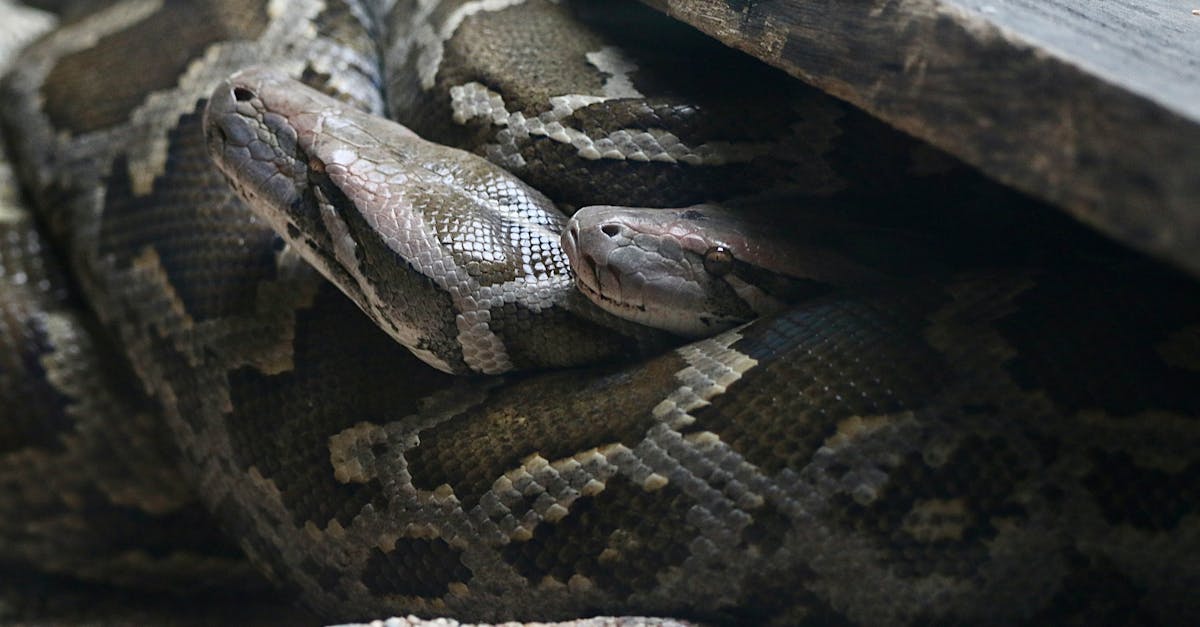 apprenez à coder en python en ligne avec nos cours interactifs, exercices pratiques et ressources gratuites pour tous les niveaux.