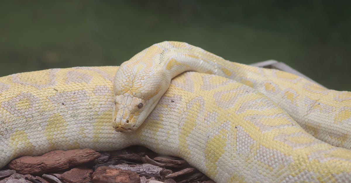 apprenez python en ligne rapidement et facilement grâce à nos cours interactifs, exercices pratiques et ressources adaptées à tous les niveaux.