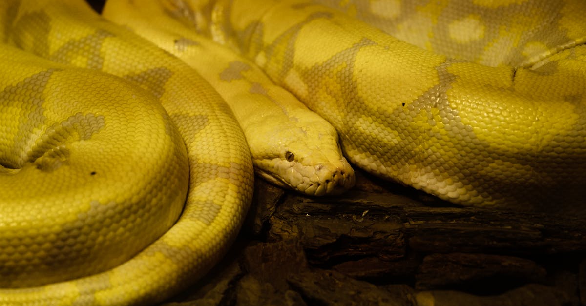 apprenez python en ligne avec des cours interactifs, des exercices pratiques et des ressources adaptées à tous les niveaux, du débutant à l'expert.