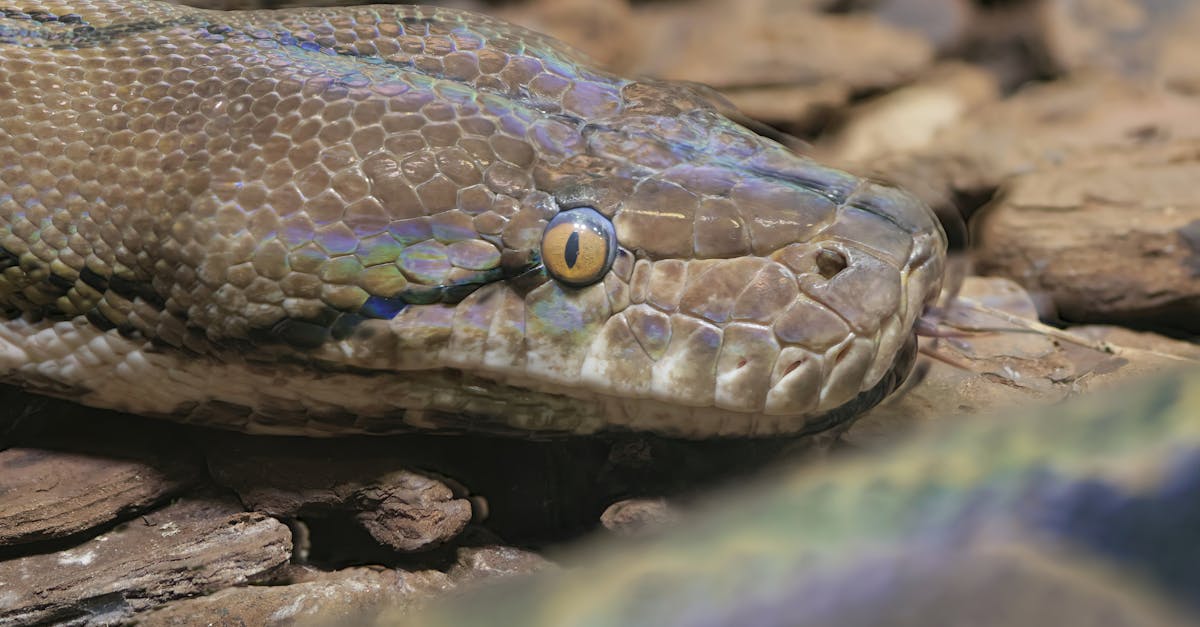 apprenez et pratiquez python en ligne avec nos cours interactifs, tutoriels et exercices adaptés à tous les niveaux, directement depuis votre navigateur.