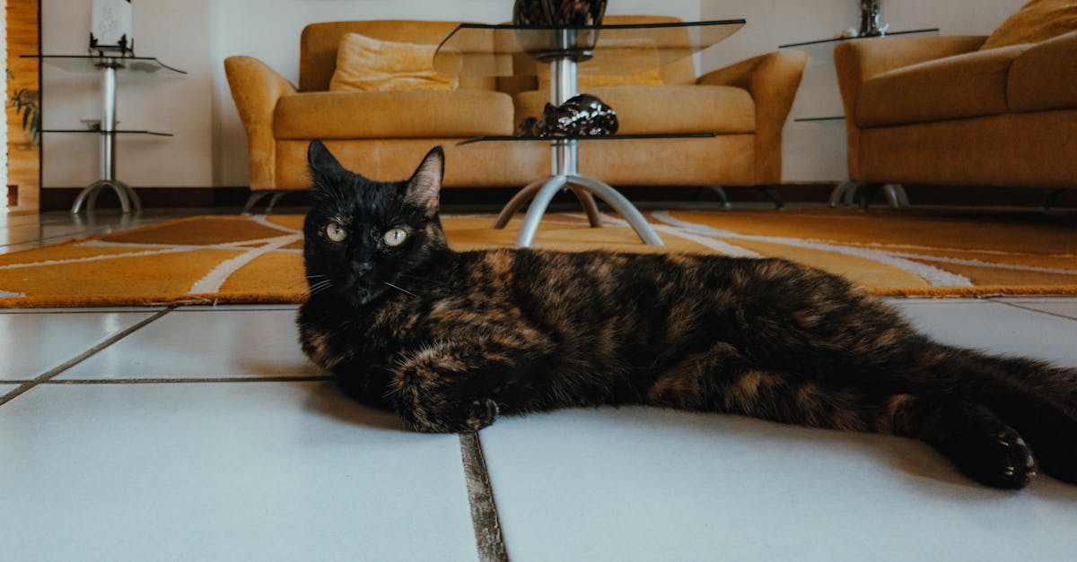 découvrez le samsung galaxy s25 plus, un smartphone puissant avec un design élégant, une performance exceptionnelle et des fonctionnalités innovantes pour une expérience mobile inégalée.