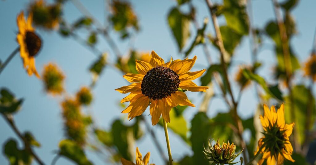 téléchargez facilement vos vidéos préférées en toute simplicité grâce à notre outil rapide et sécurisé.