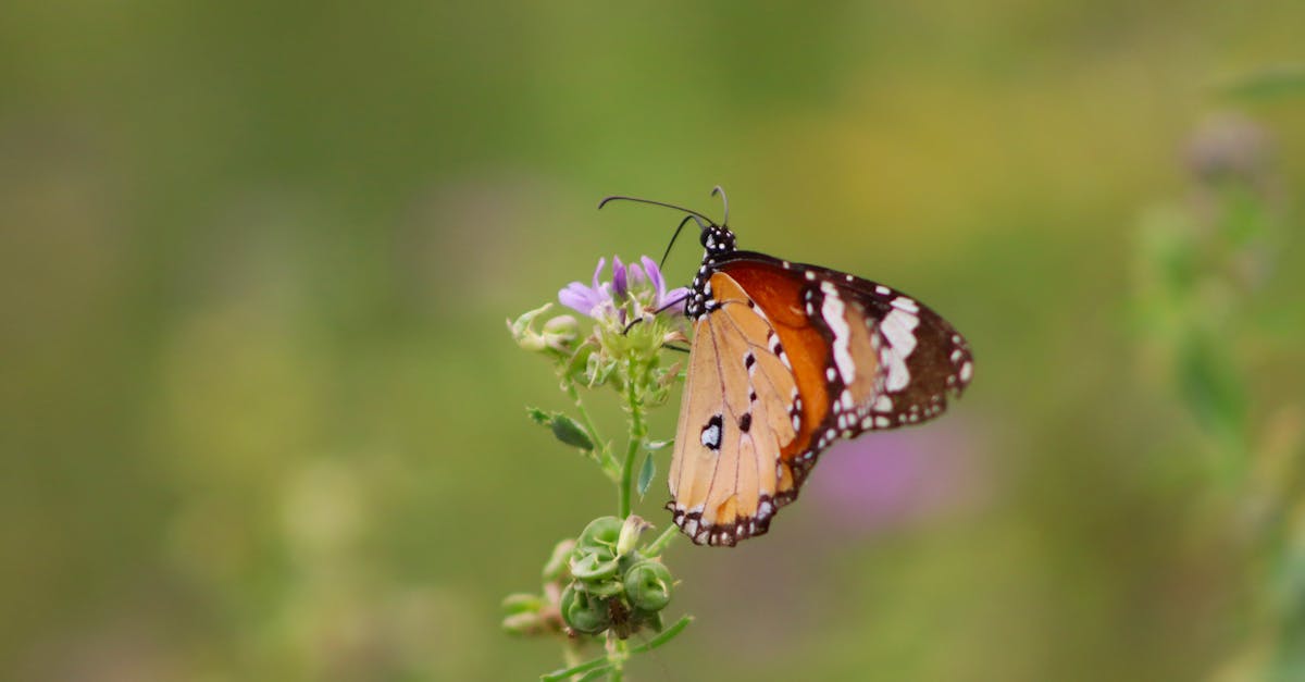 téléchargez facilement des vidéos depuis diverses plateformes en haute qualité, rapidement et gratuitement.